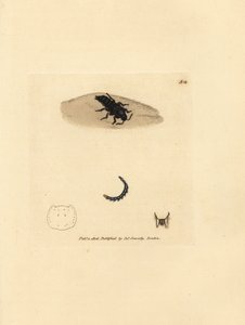 Rohovec, Velleius dilatatus (Staphylinus vroubkovaný, Staphylinus concolor). Ručně kolorovaná mědirytina od Jamese Sowerbyho z The British Miscellany, aneb barevné postavy nových, vzácných nebo málo známých zvířecích předmětů. od James Sowerby