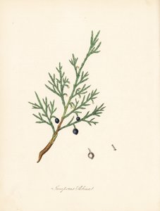 Sabine jalovec - Savin obecný nebo jalovec savin, Juniperus sabina. Převzato z ilustrace Jamese Sowerbyho z knihy Williama Woodvilla a Sira Williama Jacksona Hookera „Lékařská botanika.“ Ručně kolorovaný zinkograf od C. Chabota nakreslený slečnou M. A. Bur od James Sowerby