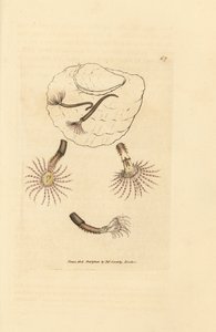 Písečný červ s karmínovými tykadly, Amphitrite rosea. Ručně kolorovaná mědirytina od Jamese Sowerbyho z The British Miscellany nebo Barevné figurky nových, vzácných nebo málo známých zvířecích předmětů. od James Sowerby