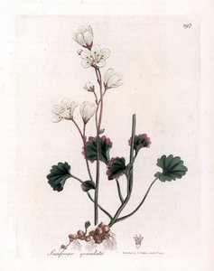 Lomikámen granule nebo bulbbles - Lomikámen bílý, Saxifraga granulata. Ručně kolorovaná mědirytina z botanické ilustrace Jamese Sowerbyho z Williama Woodvilla a Sira Williama Jacksona Hookera "" Medical Botany "," John Bohn, Londýn od James Sowerby