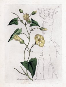 Scamonee - svlačec scammony, Convolvulus scammonia. Ručně kolorovaná mědirytina z botanické ilustrace Jamese Sowerbyho z Williama Woodvilla a Sira Williama Jacksona Hookera "" Medical Botany "," John Bohn, Londýn od James Sowerby