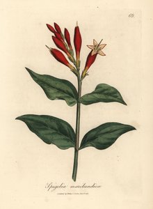 Šarlatově květovaná indická růžová, Spigelia marilandica od James Sowerby