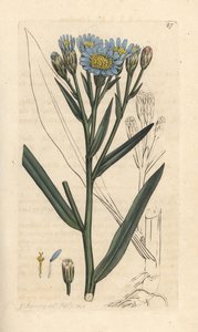 Hvězdnice mořská, Tripolium pannonicum subsp. tripolium (Starwort Sea, Aster tripolium) (Aster maritime) Ručně kolorovaná mědirytina podle ilustrace Jamese Sowerbyho z James Smith