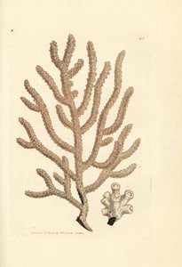 Mořský ventilátor, druhy Gorgonia (štíhlá Gorgonia, Gorgogonia vimimimalis?). Ruční gravírování měděné desky od Jamese Sowerbyho z britské miscellany nebo barevné postavy nových, vzácných nebo málo známých zvířecích předmětů. od James Sowerby