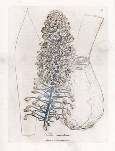 Mořská cibule nebo squid, Drimia maritima. Ručně kolorovaná mědirytina z botanické ilustrace Jamese Sowerbyho z Williama Woodvilla a Sira Williama Jacksona Hookera "" Medical Botany "," John Bohn, Londýn od James Sowerby