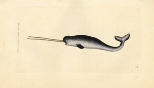 Mořský jednorožec nebo narval, Monodon monoceros. Vzácný exemplář s dvojitými kly. Ručně kolorovaná mědirytina od Jamese Sowerbyho z The British Miscellany nebo Barevné figurky nových, vzácných nebo málo známých zvířecích předmětů. od James Sowerby
