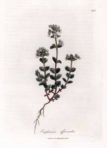 Krátkozraká tráva - Světlice obecná, Euphrasia officinalis. Ručně kolorovaná mědirytina z botanické ilustrace Jamese Sowerbyho z Williama Woodvilla a Sira Williama Jacksona Hookera "" Medical Botany "," John Bohn, Londýn od James Sowerby