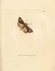 Štíhlé leštěné brassels, Thysanoplusia orichalcea (yorkshire leštěné brassels můra; Phalaena Noctua aerifera). Ručně kolorovaná mědirytina od Jamese Sowerbyho z The British Miscellany nebo barevné figurky nových, vzácných nebo málo známých zvířat su od James Sowerby