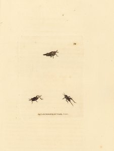 Kobylka štíhlá, Tetrix subulata (acrydium ve tvaru AWL, Acrydium subulatum). Ručně kolorovaná mědirytina od Jamese Sowerbyho z The British Miscellany nebo Barevné figurky nových, vzácných nebo málo známých zvířecích předmětů. od James Sowerby