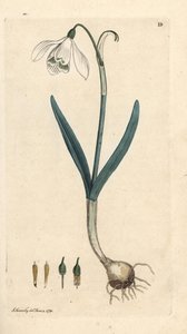 Sněženka, Galanthus nivalis. Ručně kolorovaná mědirytina podle ilustrace Jamese Sowerbyho z James Smith