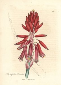 Socotorine aloe, Aloe perfoliata socotorine od James Sowerby