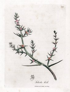 Soda brulee - Slaninka ostnitá, Kali turgida. Ručně kolorovaná mědirytina z botanické ilustrace Jamese Sowerbyho z Williama Woodvilla a Sira Williama Jacksona Hookera "" Medical Botany "," John Bohn, Londýn od James Sowerby
