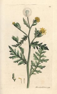 Páchnoucí nebo lepkavá sedlina, Senecio viscosus (viskózní senecon) Ručně kolorovaná mědirytina podle ilustrace Jamese Sowerbyho z James Smith