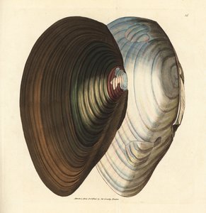 Slávka labutí, Anodonta stagnalis (Mytilus stagnalis). Ručně kolorovaná mědirytina od Jamese Sowerbyho z The British Miscellany nebo Barevné figurky nových, vzácných nebo málo známých zvířecích předmětů. od James Sowerby