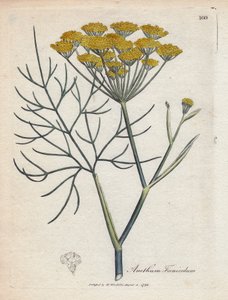 Sladký fenykl (nebo fenykl z Provence). Ručně kolorovaná mědirytina z kresby Jamese Sowerbyho (1757-1822), v Botanique Medicinale od James Sowerby