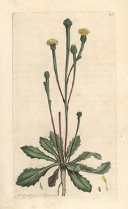 Swinův sucory, Arnoseris minima (Hyoseris minima). Ručně kolorovaná mědirytina podle ilustrace Jamese Sowerbyho z James Smith