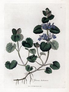 Břečťan zemní - Břečťan zemní, Glecoma hederacea. Ručně kolorovaná mědirytina z botanické ilustrace Jamese Sowerbyho z Williama Woodvilla a Sira Williama Jacksona Hookera "" Medical Botany "," John Bohn, Londýn od James Sowerby