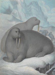  od James Sowerby