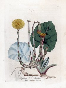 Tuslage or no osel - Podběl, Tussilago fara. Ručně kolorovaná mědirytina z botanické ilustrace Jamese Sowerbyho z Williama Woodvilla a Sira Williama Jacksona Hookera "" Medical Botany "," John Bohn, Londýn od James Sowerby