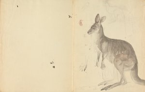 Dva klokani s detaily od James Sowerby
