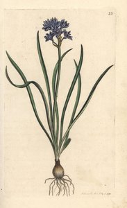 Jarní nebo jarní squill, Scilla verna (Spring Scille) Ručně kolorovaná mědirytina podle ilustrace Jamese Sowerbyho z James Smith
