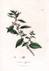 Wall pellitory, Parietaria officinalis. Ručně kolorovaná mědirytina z botanické ilustrace Jamese Sowerbyho z Williama Woodvilla a Sira Williama Jacksona Hookera "" Medical Botany "," John Bohn, Londýn od James Sowerby