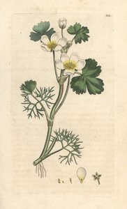 Vrána vodní, Ranunculus aquatilis (Pryskyřník vodní) Ručně kolorovaná mědirytina podle ilustrace Jamese Sowerbyho z James Smith