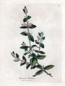 Vodní germandree - Vodní germandre, Teucrium scordium. Ručně kolorovaná mědirytina z botanické ilustrace Jamese Sowerbyho z Williama Woodvilla a Sira Williama Jacksona Hookera "" Medical Botany "," John Bohn, Londýn od James Sowerby