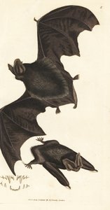 netopýr západní, Barbastella barbastellus barbastellus (Vespertilio barbastellus). Ručně kolorovaná mědirytina od Jamese Sowerbyho z The British Miscellany nebo Barevné figurky nových, vzácných nebo málo známých zvířecích předmětů. od James Sowerby