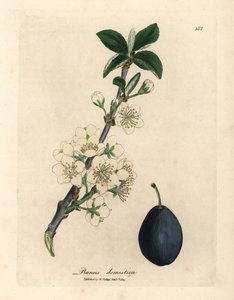 Bílé květy a plody švestky nebo švestky, Prunus domestica od James Sowerby