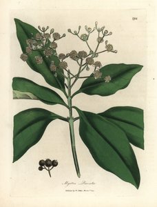Bíle květovaný všekořeněný strom, Myrtus pimenta od James Sowerby
