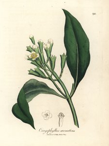Bíle květovaný hřebíček koření, Caryophyllus aromaticus od James Sowerby