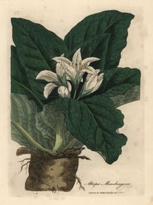 Bíle květovaná mandragora, Atropa mandragora od James Sowerby