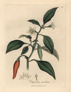 Bíle květovaný, šarlatový perličkový pepř, Capsicum annuum od James Sowerby