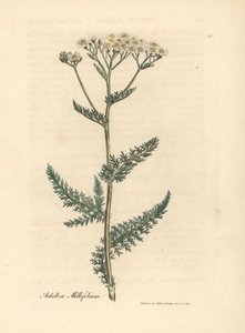 Bělokvětý řebříček nebo řebříček, Achillea millefolium od James Sowerby