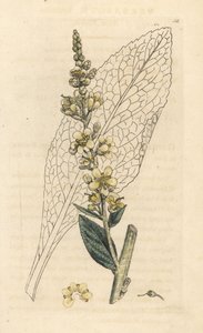 Divizna bílá, Verbasum lychnitis (molene) Ručně kolorovaná mědirytina podle ilustrace Jamese Sowerbyho z James Smith