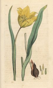 Divoký tulipán, Tulipa sylvestris (divoký tulipán) Ručně kolorovaná mědirytina podle ilustrace Jamese Sowerbyho z James Smith