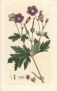 Jeřáb lesní nebo pelargónie lesní, Geranium sylvatium (pelargónie) Ručně kolorovaná mědirytina podle ilustrace Jamese Sowerbyho z James Smith