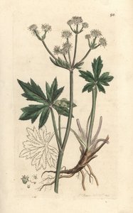 Sanicle dřeva, Sanicula europaea. Ručně kolorovaná mědirytina podle ilustrace Jamese Sowerbyho z James Smith