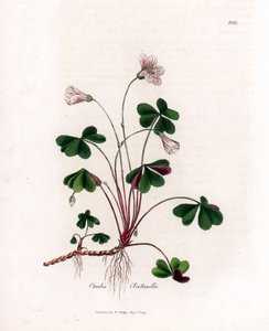Šťovík nebo oxalid dřeva - Woodsorrel, Oxalis acetosella. Ručně kolorovaná mědirytina z botanické ilustrace Jamese Sowerbyho z Williama Woodvilla a Sira Williama Jacksona Hookera "" Medical Botany "," John Bohn, Londýn od James Sowerby