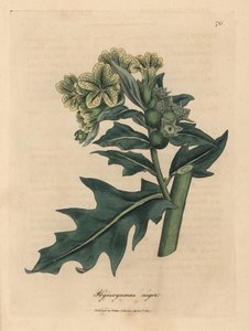 Žlutě kvetoucí kurník černý, Hyoscyamus niger od James Sowerby