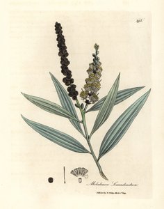 Žlutě kvetoucí strom cajeput, Melaleuca leucadendron od James Sowerby