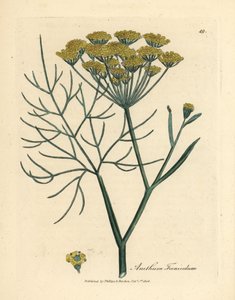 Žlutě květovaný fenykl, Anethum foeniculum od James Sowerby
