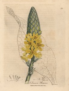 Žlutě kvetoucí velký širokolistý divizna, Verbascum thapsus od James Sowerby
