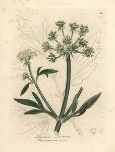 Žlutě květovaný libeček, Ligusticum levisticum od James Sowerby