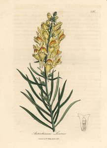 Žlutě květovaný hledík, Antirrhinum linaria