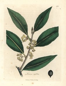 Žluté květované sladké bobky, Laurus nobilis od James Sowerby