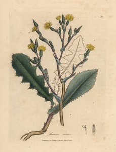 Žlutě květovaný divoký salát, Lactuca virosa