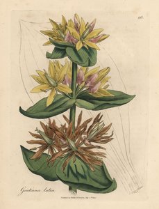 Hořec žlutý, Gentiana lutea od James Sowerby
