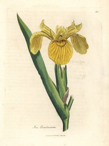 Žlutá vodní vlajka, Iris pseudacorus od James Sowerby